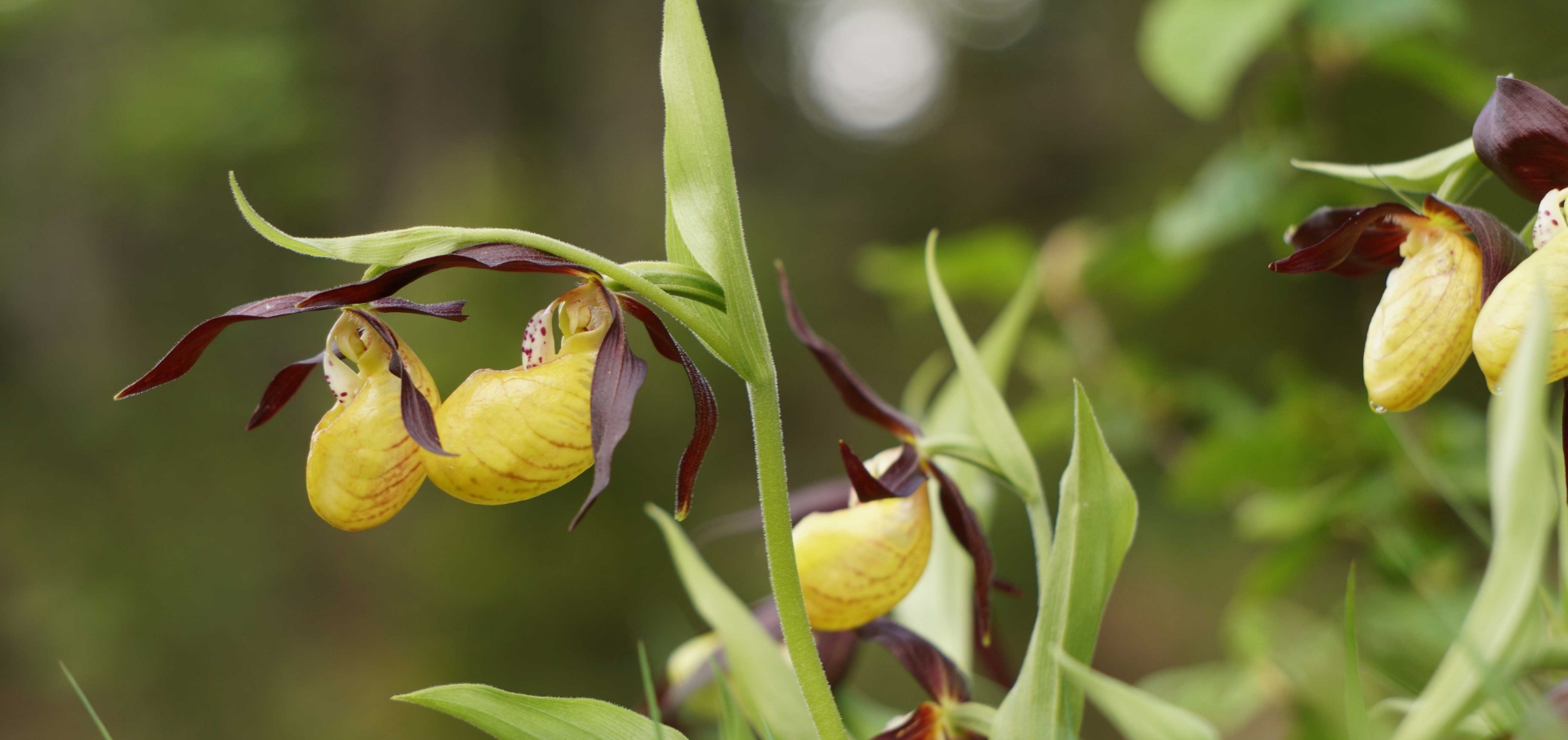 Biel Kinzig Orchideenweg