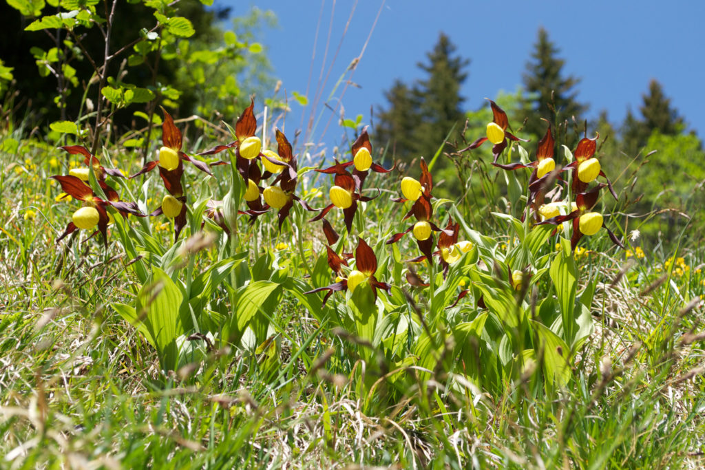 Biel Kinzig Orchideenweg