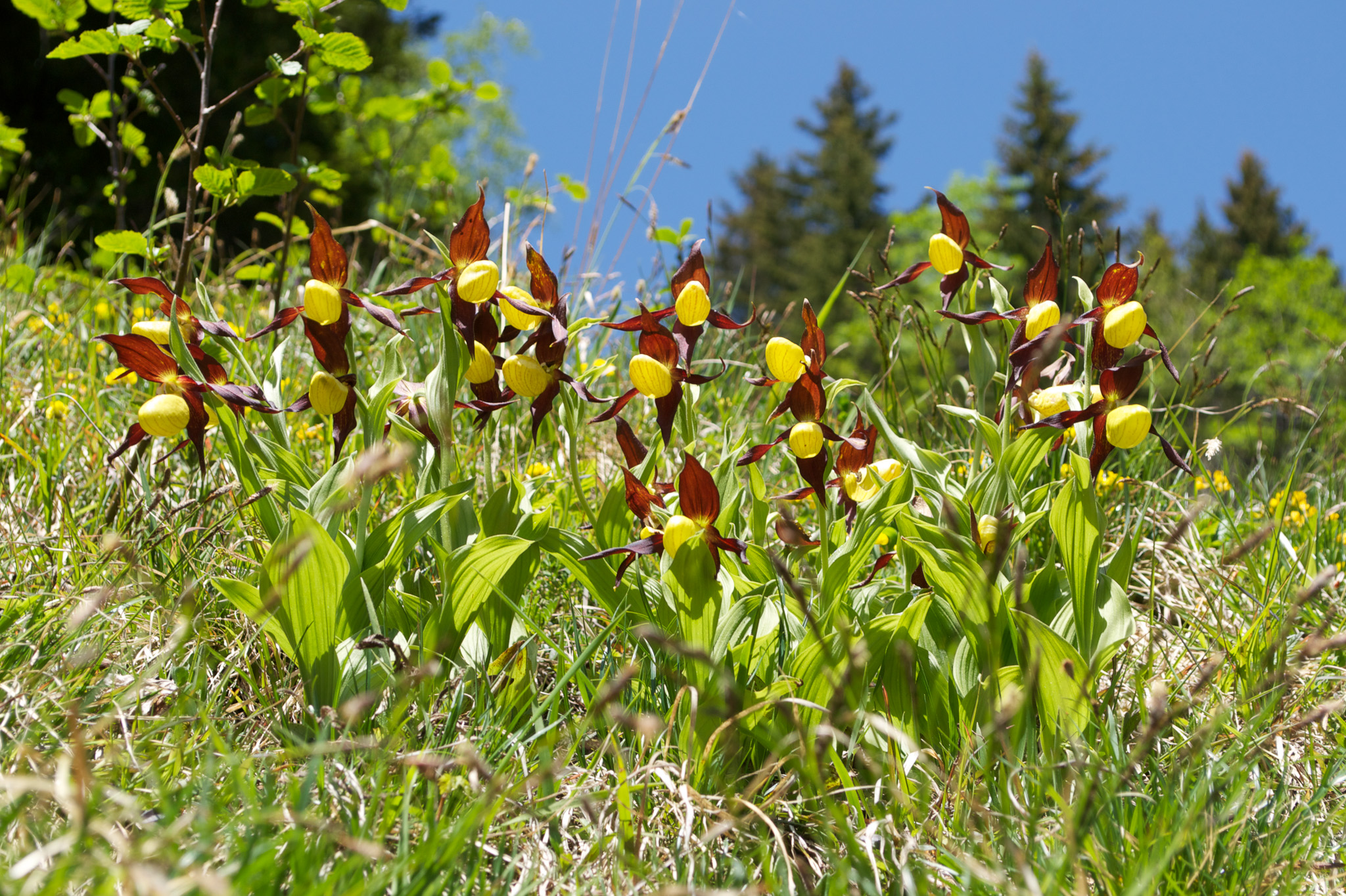 Biel Kinzig Orchideenweg